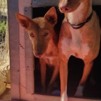 Sombra, petite chienne podenca de 4 ans #3