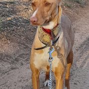 Sombra, petite chienne podenca de 4 ans #4