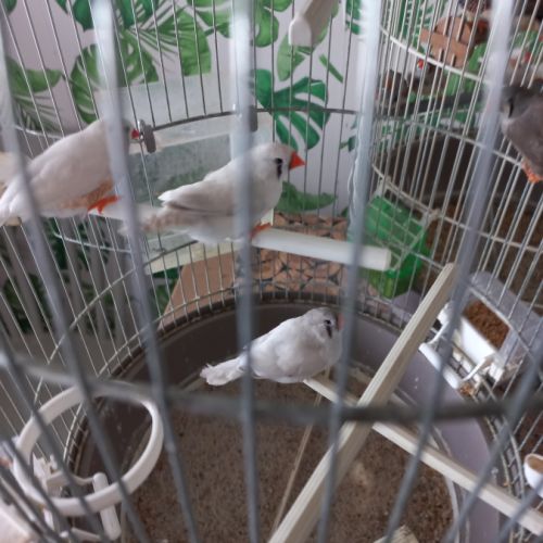 Diamants mandarins #2