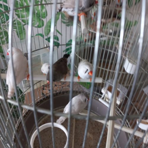 Diamants mandarins #4