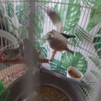 Diamants mandarins #3