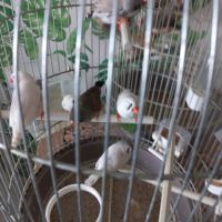 Diamants mandarins #4