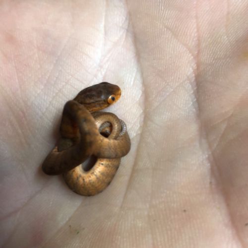 Pareas carinatus (serpent mangeur d’escargots) #0