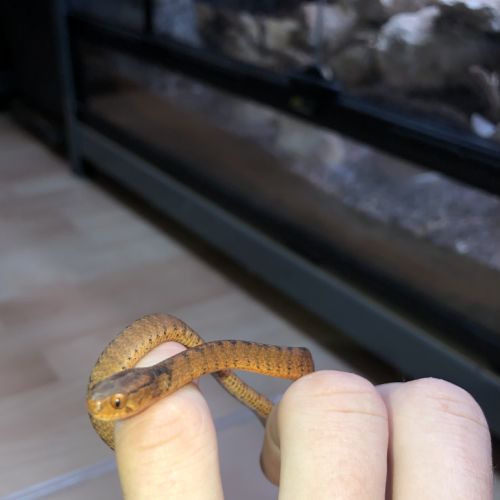 Pareas carinatus (serpent mangeur d’escargots) #2