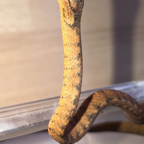 Pareas carinatus (serpent mangeur d’escargots) #3