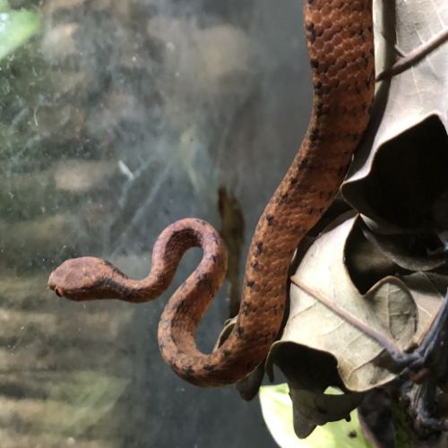 Pareas carinatus (serpent mangeur d’escargots) #4