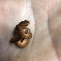 Pareas carinatus (serpent mangeur d’escargots)