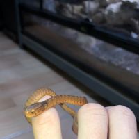 Pareas carinatus (serpent mangeur d’escargots) #2