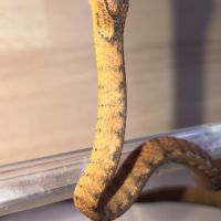 Pareas carinatus (serpent mangeur d’escargots) #3