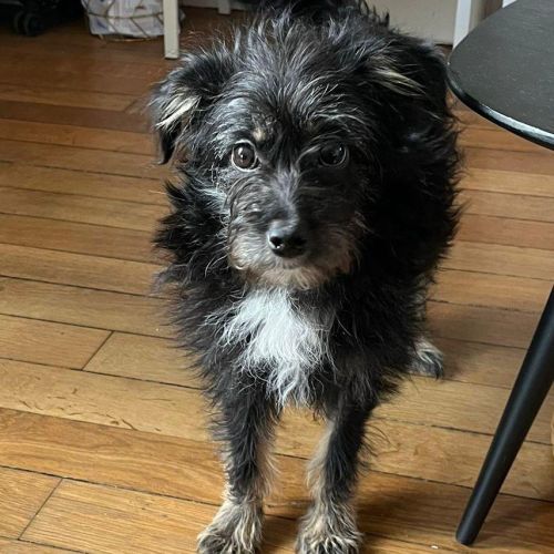 Milo se trouve en famille d'accueil paris 17 #1