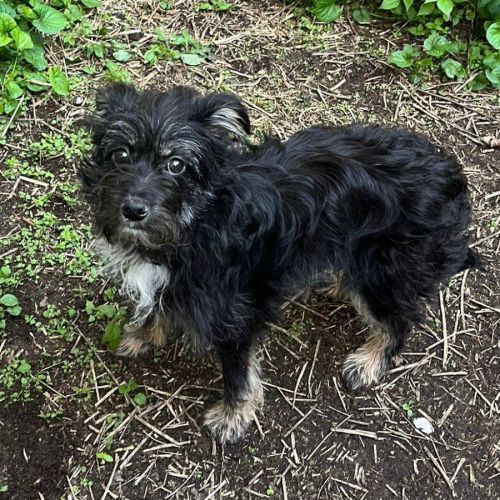 Milo se trouve en famille d'accueil paris 17 #2