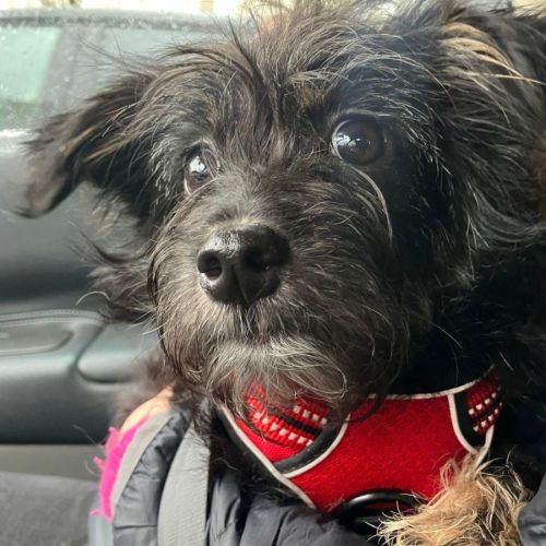 Milo se trouve en famille d'accueil paris 17 #3