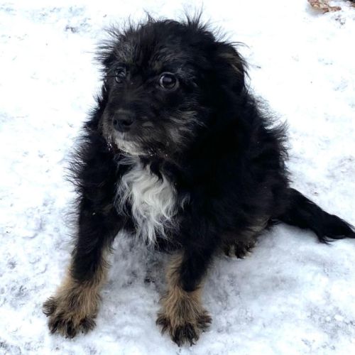 Milo se trouve dans un refuge en ukraine #1