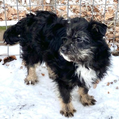 Milo se trouve dans un refuge en ukraine #4