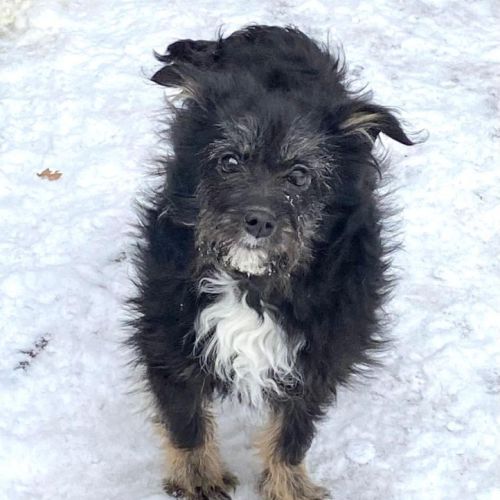 Milo se trouve dans un refuge en ukraine