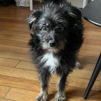 Milo se trouve en famille d'accueil paris 17 #1