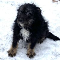 Milo se trouve dans un refuge en ukraine #1