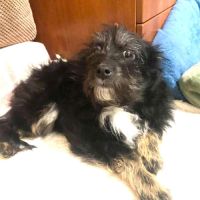 Milo se trouve dans un refuge en ukraine #2