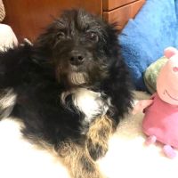 Milo se trouve dans un refuge en ukraine #3