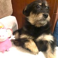 Kettie se trouve dans un refuge en ukraine #0