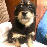 Kettie se trouve dans un refuge en ukraine #2