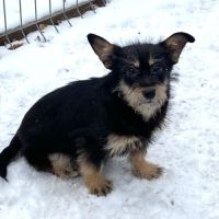 Kettie se trouve dans un refuge en ukraine #3