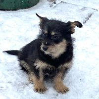 Kettie se trouve dans un refuge en ukraine #4