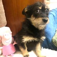 Kettie se trouve dans un refuge en ukraine #5