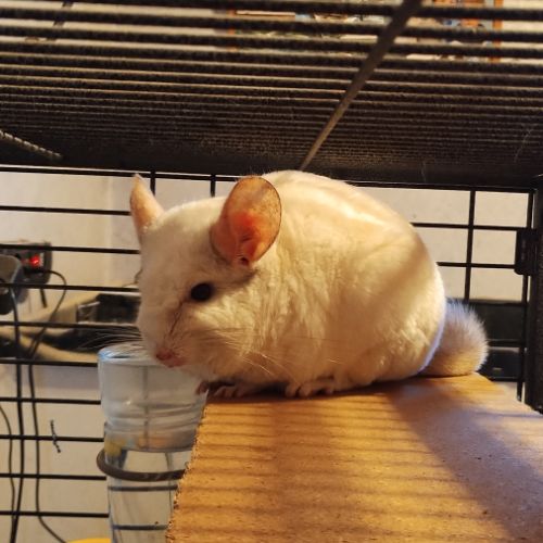 Couple chinchilla reproducteur 3 ans blanc #1