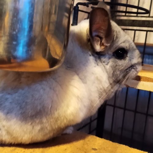 Couple chinchilla reproducteur 3 ans blanc #0