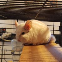 Couple chinchilla reproducteur 3 ans blanc #1