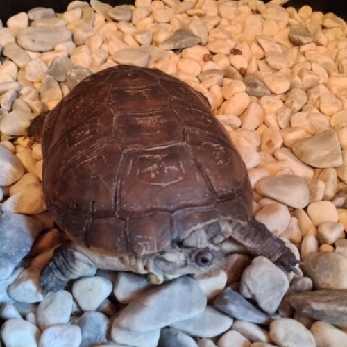 2 tortues pelomedusa avec habitat semis aquatique #1