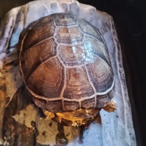 2 tortues pelomedusa avec habitat semis aquatique #2