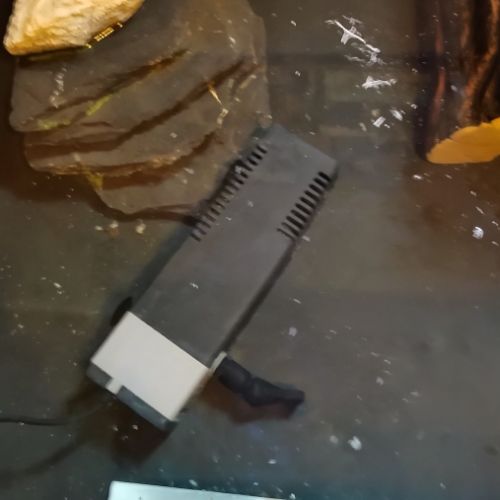 2 tortues pelomedusa avec habitat semis aquatique #5