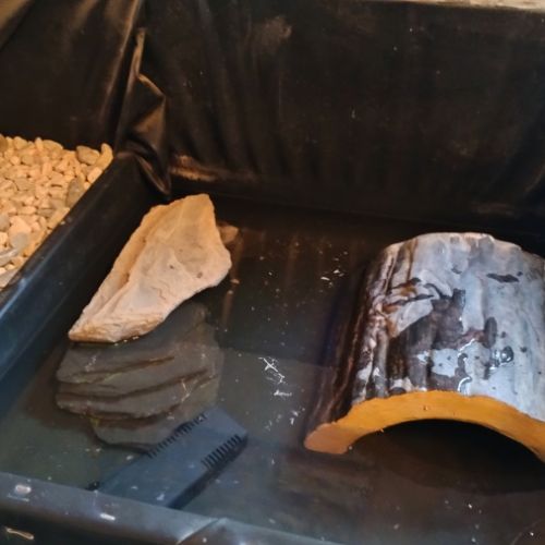 2 tortues pelomedusa avec habitat semis aquatique #6