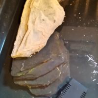 2 tortues pelomedusa avec habitat semis aquatique