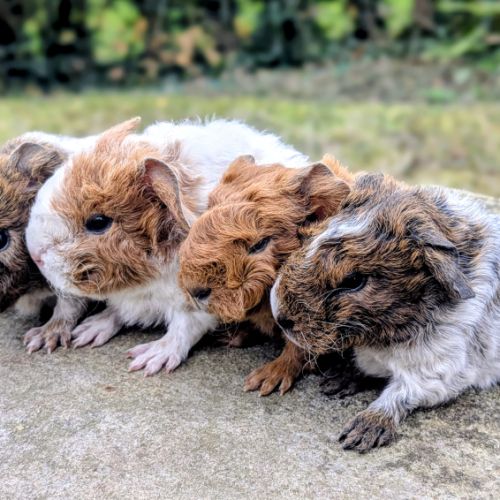 Bébés cochons d'inde pure race rex #1