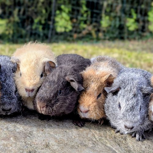 Bébés cochons d'inde pure race rex #0