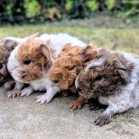 Bébés cochons d'inde pure race rex #1