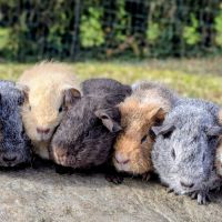 Bébés cochons d'inde pure race rex