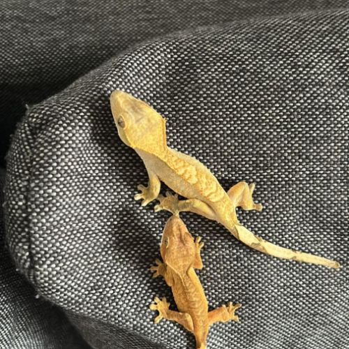 Geckos correlophus ciliatus 7 mois #0