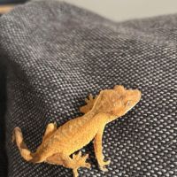 Geckos correlophus ciliatus 7 mois #1