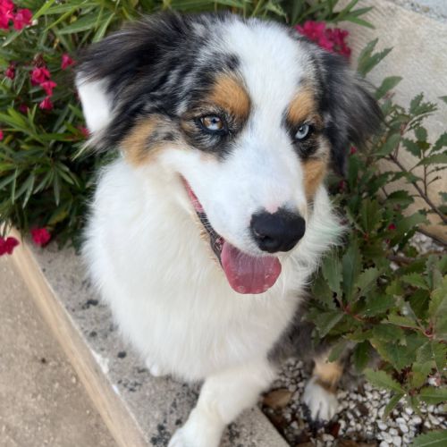 Chien rive à l adoption