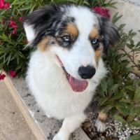 Chien rive à l adoption #0