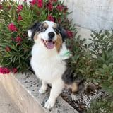 Chien rive à l adoption #2