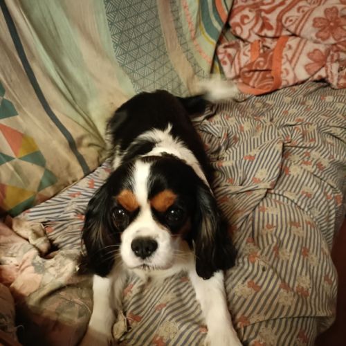 3ème portée prévue en cavalier à l'élevage.