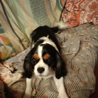 3ème portée prévue en cavalier à l'élevage. #0