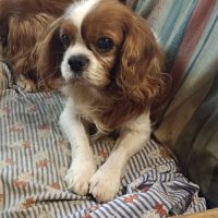 3ème portée prévue en cavalier à l'élevage. #2