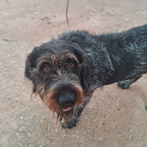 Chien nina à l adoption