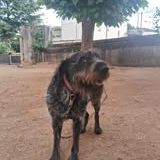 Chien nina à l adoption #3